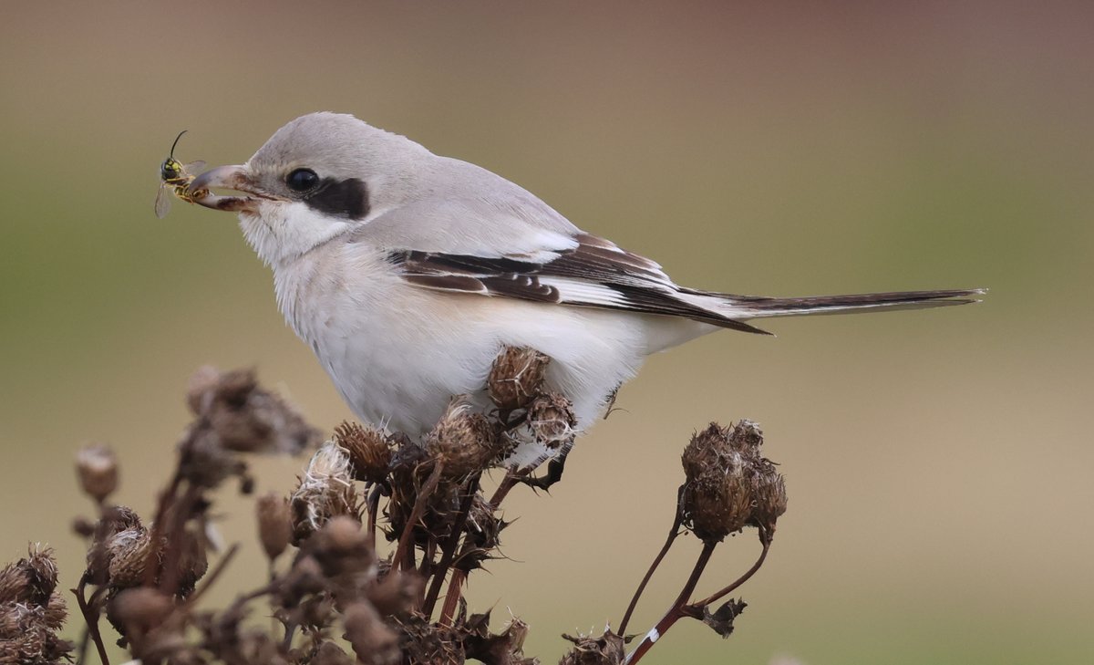 Chris Rodger tweet media