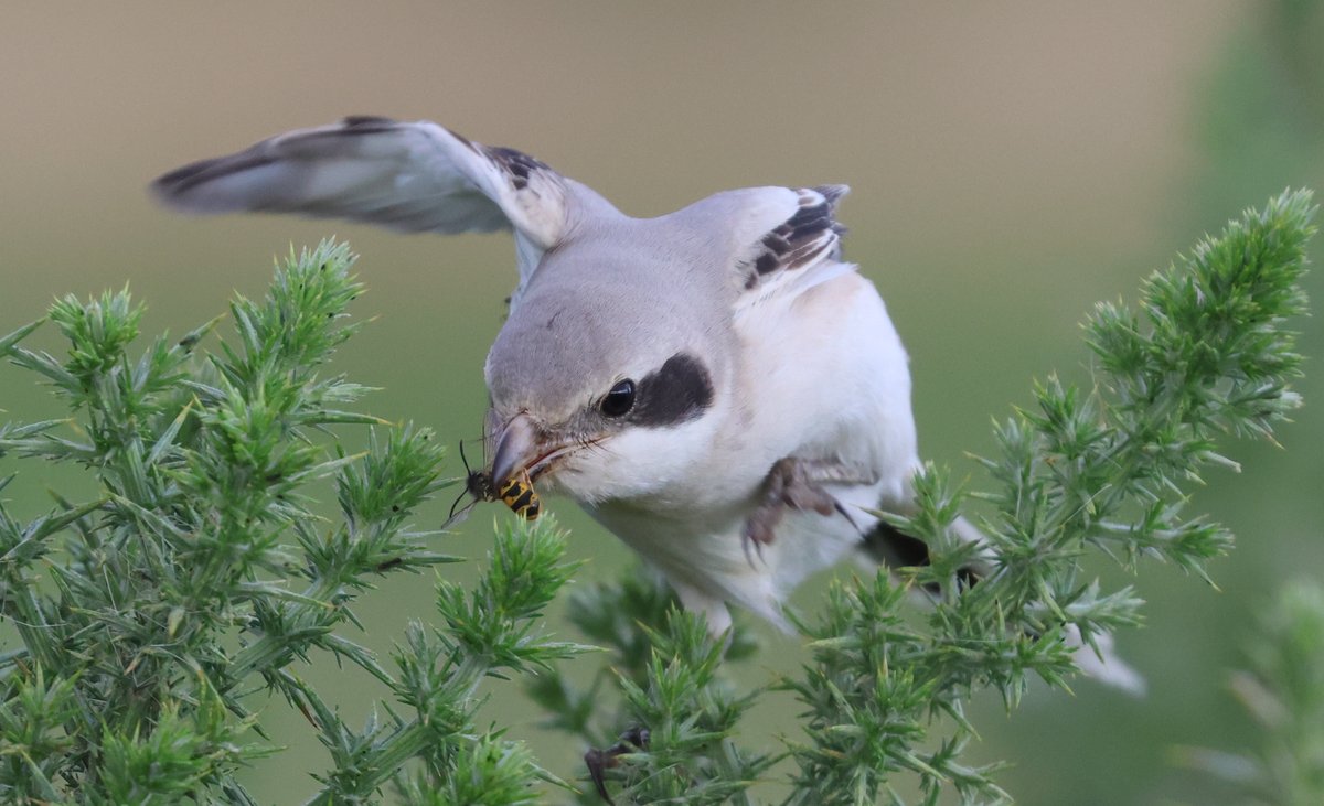 Chris Rodger tweet media