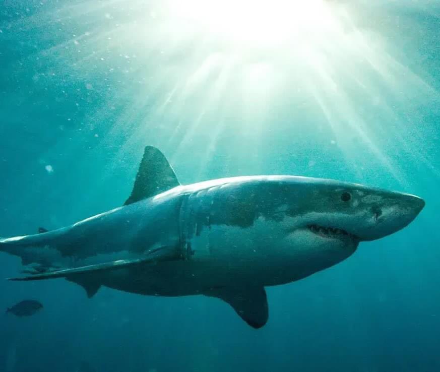 salles_obscures's tweet photo. LE DERNIER REQUIN en présence de la réalisatrice Frankie Chipparoni : très  intéressant documentaire sur le sort des grands requins blancs en Afrique du Sud et on l’espère une prise de conscience et changements de méthodes  #ParisSharkWeek2024 @parissharkweek https://t.co/no6VbMaokQ