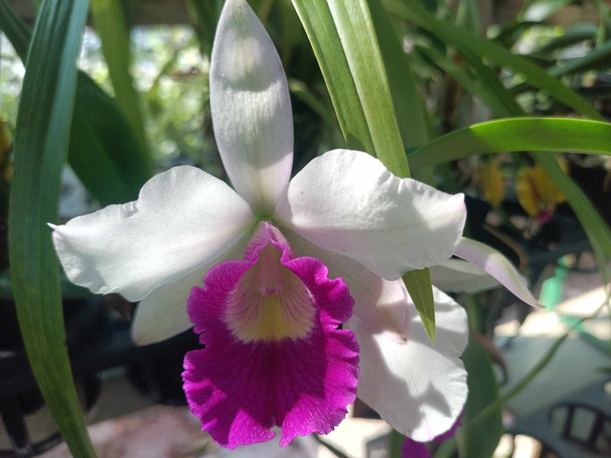 We have an incredible variety of color this week at Orchid Express &amp; Leasing! With fall around the corner, add a fall colored orchid to your home of office and enjoy it until Winter! Come see us! 111 Heights Blvd. 713-526-0018
#orchids #smallbusinessbigdreams #fall #orquideas