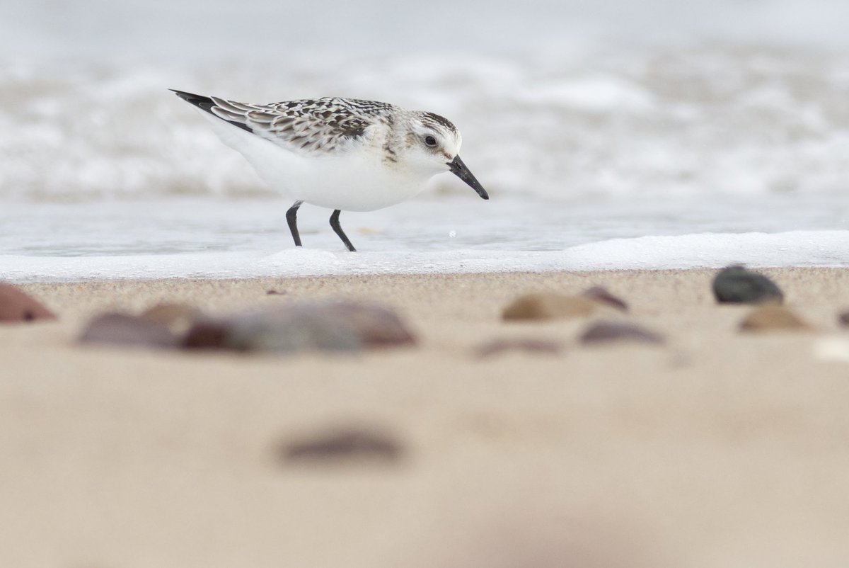 patricksafford_'s tweet photo. Steppe Grey Shrike admiring the views to Bass Rock this afternoon. Earlier at Tyninghame Bay mostly quiet but some lovely juvenile waders including this Sanderling. https://t.co/8lqfr1iXPv
