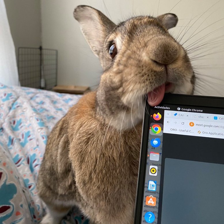 📅 21st September 2024
🐰 Kokora
🏷️ <a href="/sofinutil/">Sofi SOOOOFII</a>
💕 #animaloftheday
