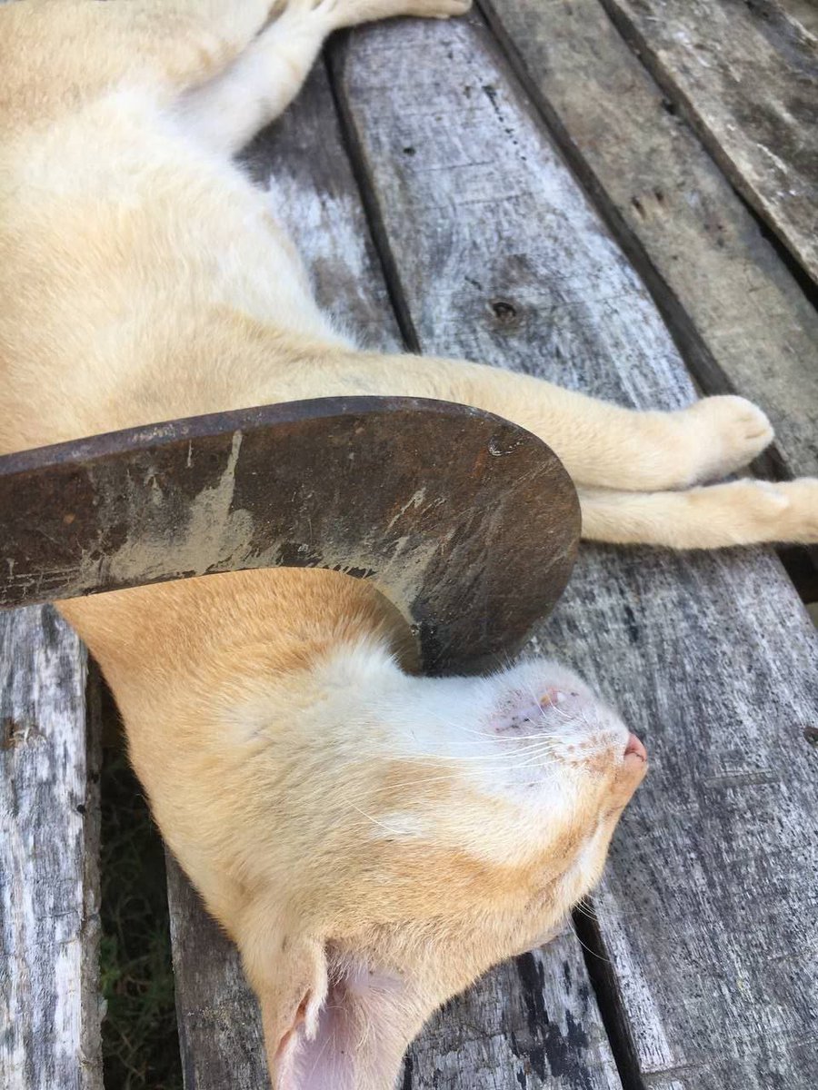 HemantLab's tweet photo. @earnwithbhavesh @CatizenAI billi tere ma ke c**
#FairAllocationForUsers #CatizenMakeItRight #CommunityFirst https://t.co/zk5IAaEagh
