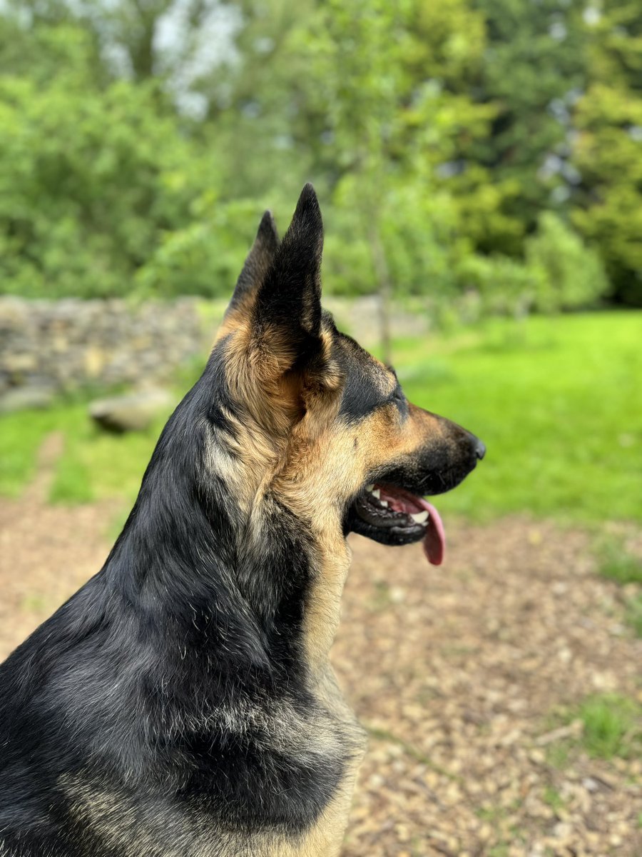 LisaZWilton's tweet photo. @MerPolDogs Zoe looks just like my girl. Wishing her the best retirement! https://t.co/1ICCxvnXbG