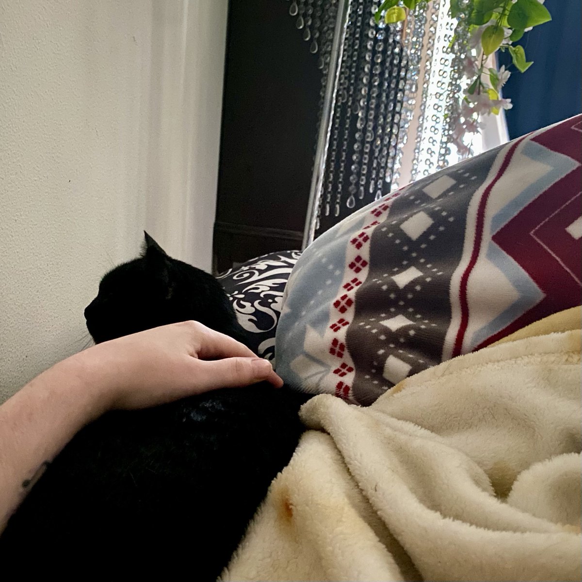 alynni8's tweet image. 🐾 Live now for a 12-hour Caturday! 

Today&apos;s agenda (PST/Seattle time):
    10a-12p &amp;gt; Tavern Manager 🎮
    12p-8p &amp;gt; Luna&apos;s #1 cat streamer #PartnerPush
    8pm-10pm+ &amp;gt; chill trucking or ???

Come hang?

#Twitch #SimulationGames #Nerds #Community #Caturday