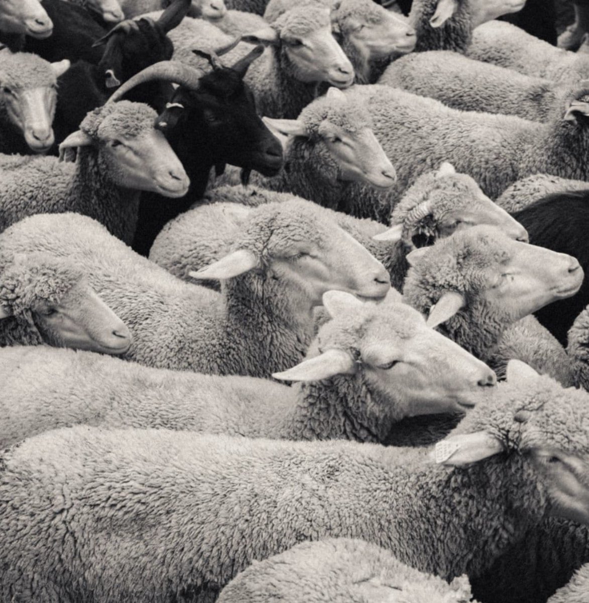 FINALLYMADE's tweet image. " A Goat Among Sheep"

Coming soon....Join us today. finallymade.com