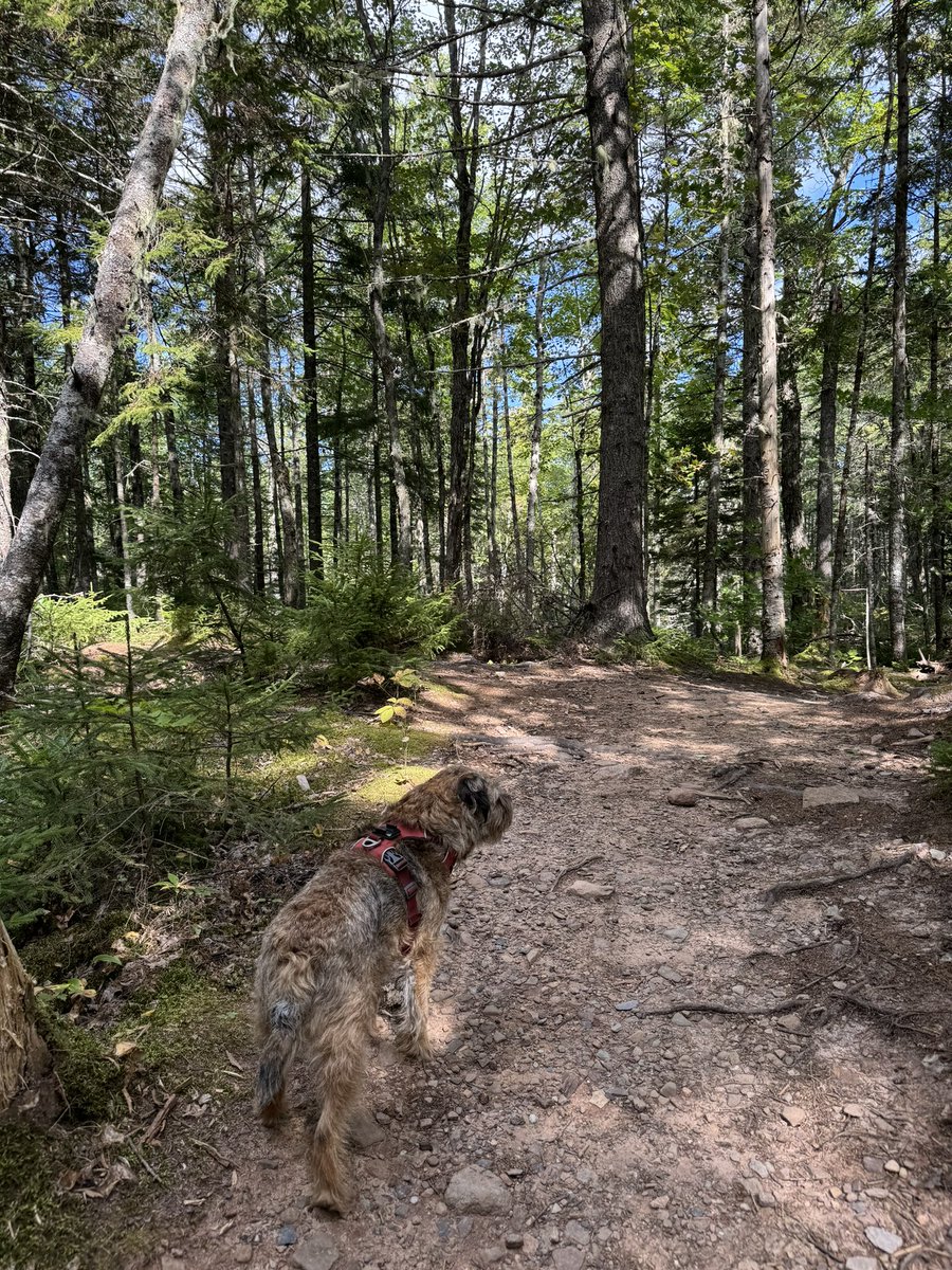 Hubble_BTerrier's tweet image. I’m just back from a 10 km hike on the Nine Mile River trail. 😁🐾🐾🐾 Sunny and 20C today. 😎 #NSTrails #BTPosse