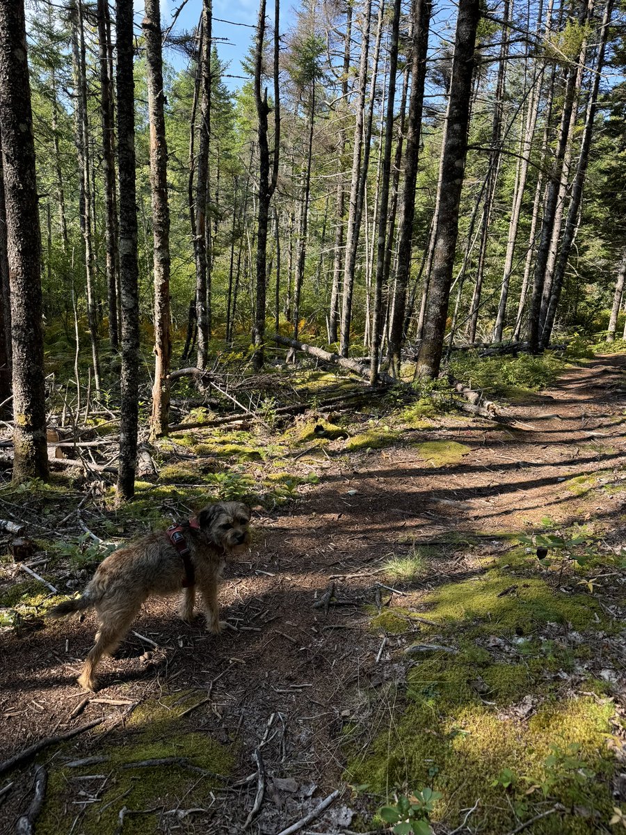 Hubble_BTerrier's tweet image. I’m just back from a 10 km hike on the Nine Mile River trail. 😁🐾🐾🐾 Sunny and 20C today. 😎 #NSTrails #BTPosse