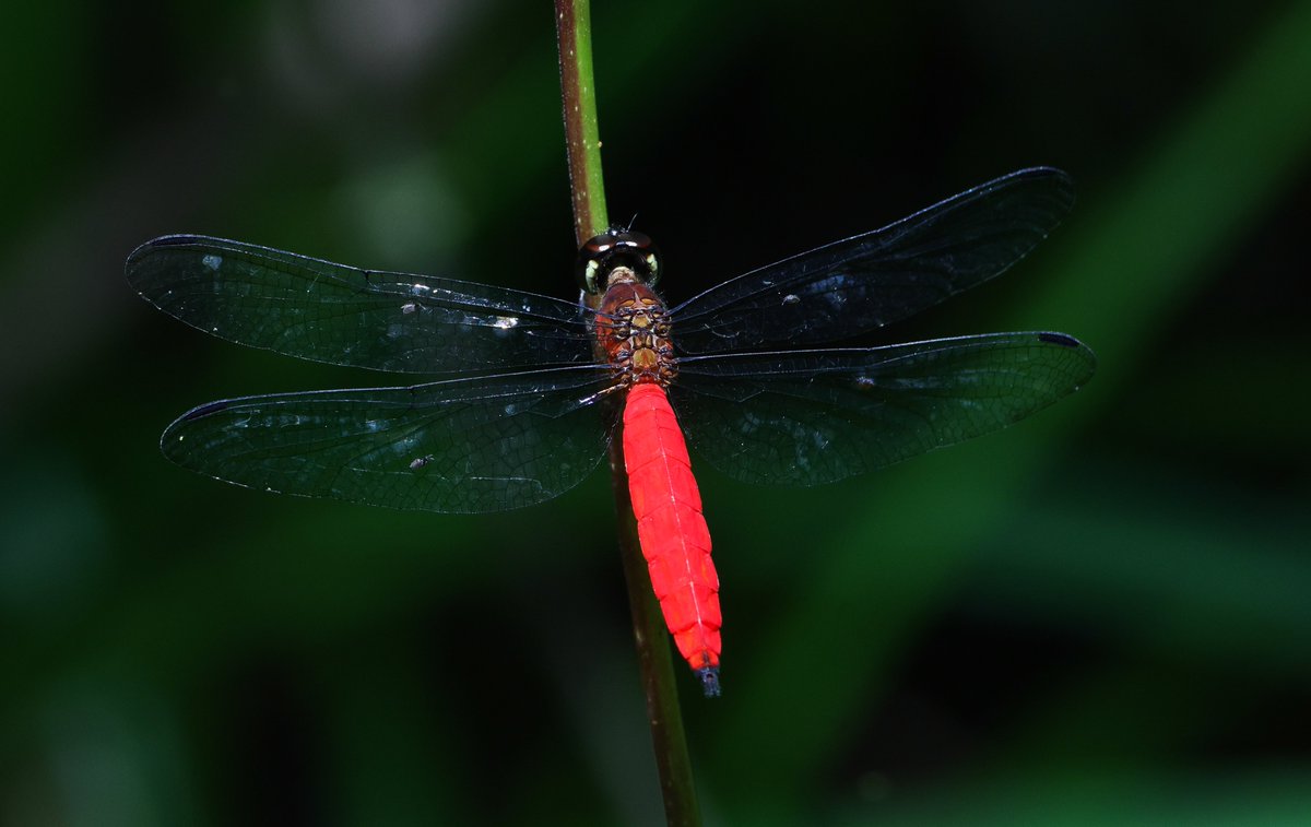 alan lewis wildlife stuff tweet media