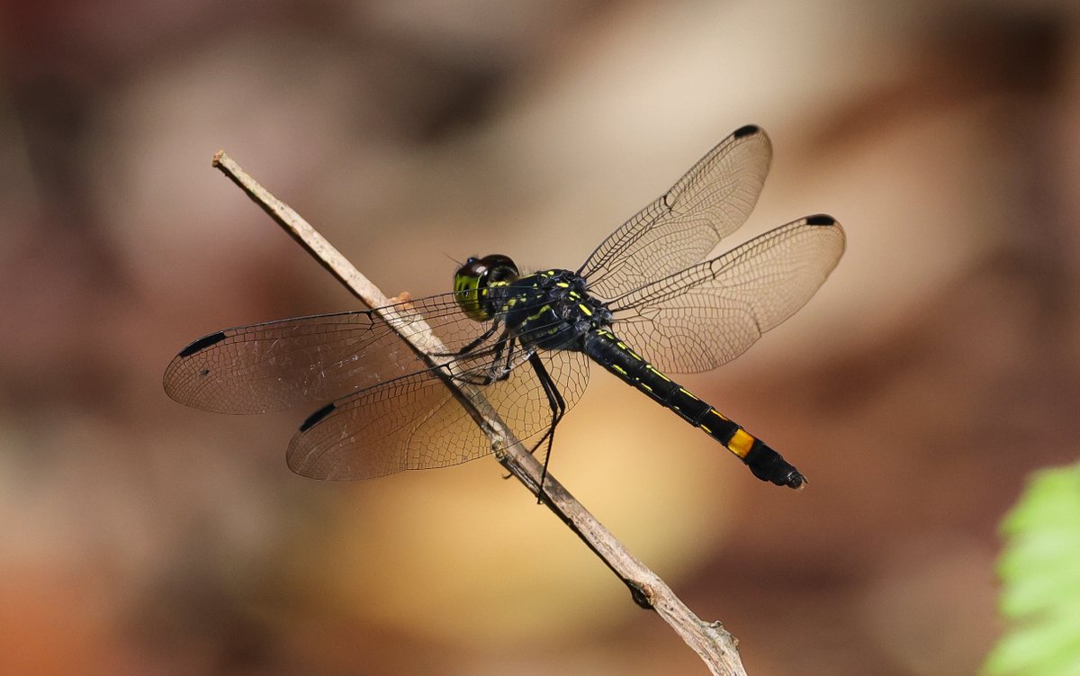 alan lewis wildlife stuff tweet media