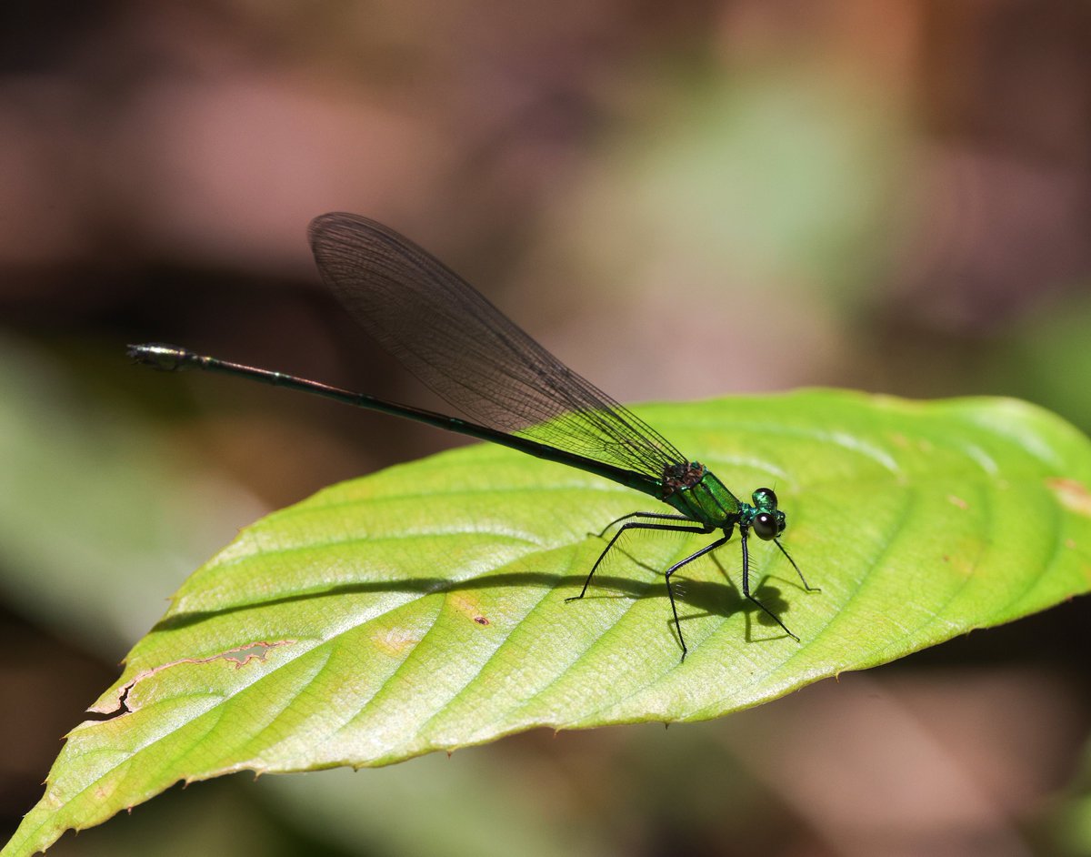 alan lewis wildlife stuff tweet media