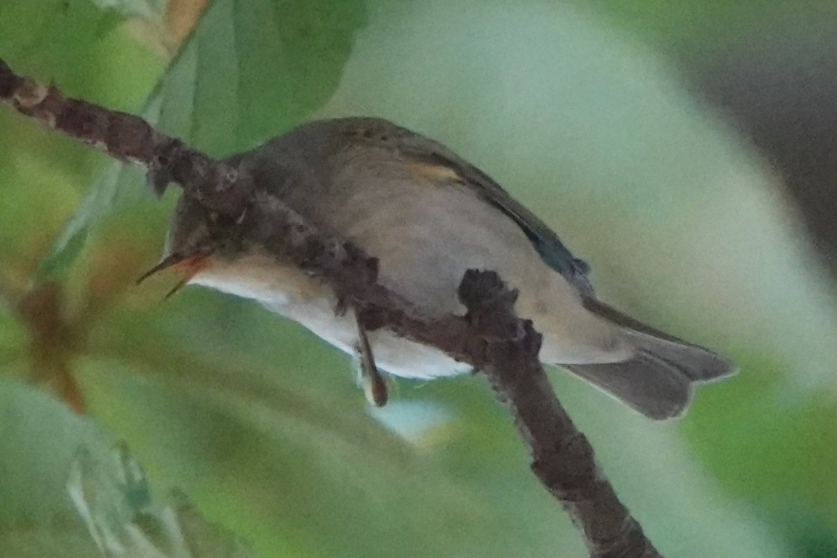 Amy W Schwartz is in 🇹🇼 tweet media