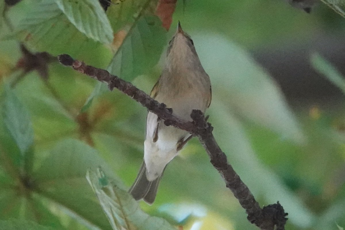 Amy W Schwartz is in 🇹🇼 tweet media