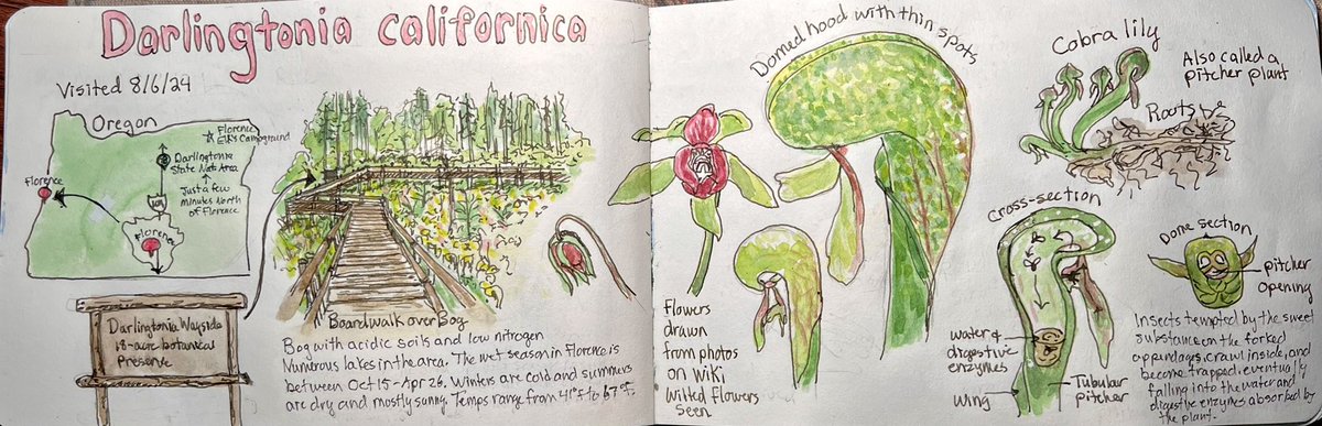 Catching up on sharing some of my travel journal pages along the Oregon coast. 

#capemeares #octopustree #nesstucaNWR #silverspotbutterfly #darlingtoniawayside #darlingtonia