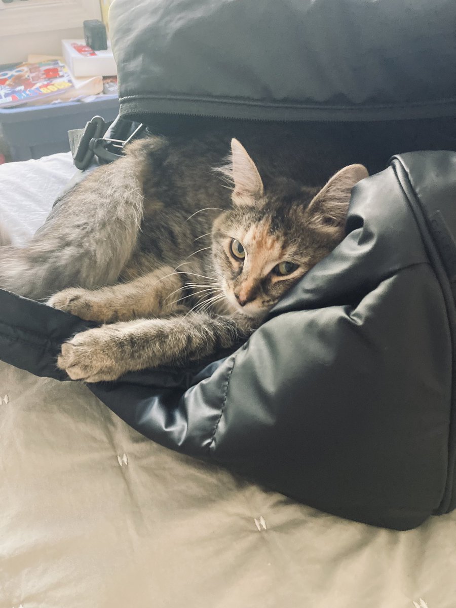 denniskneale's tweet photo. Why I care about #Kittygate.
Peaches and jazzy, our two new kitties! https://t.co/McZgGbXU92