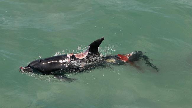 ausar_the's tweet image. The way Twitter describes sharks and dolphins, you’d never think dolphins sometimes fall prey to sharks.

(But seriously, stop demonizing dolphins and uwuifying sharks)