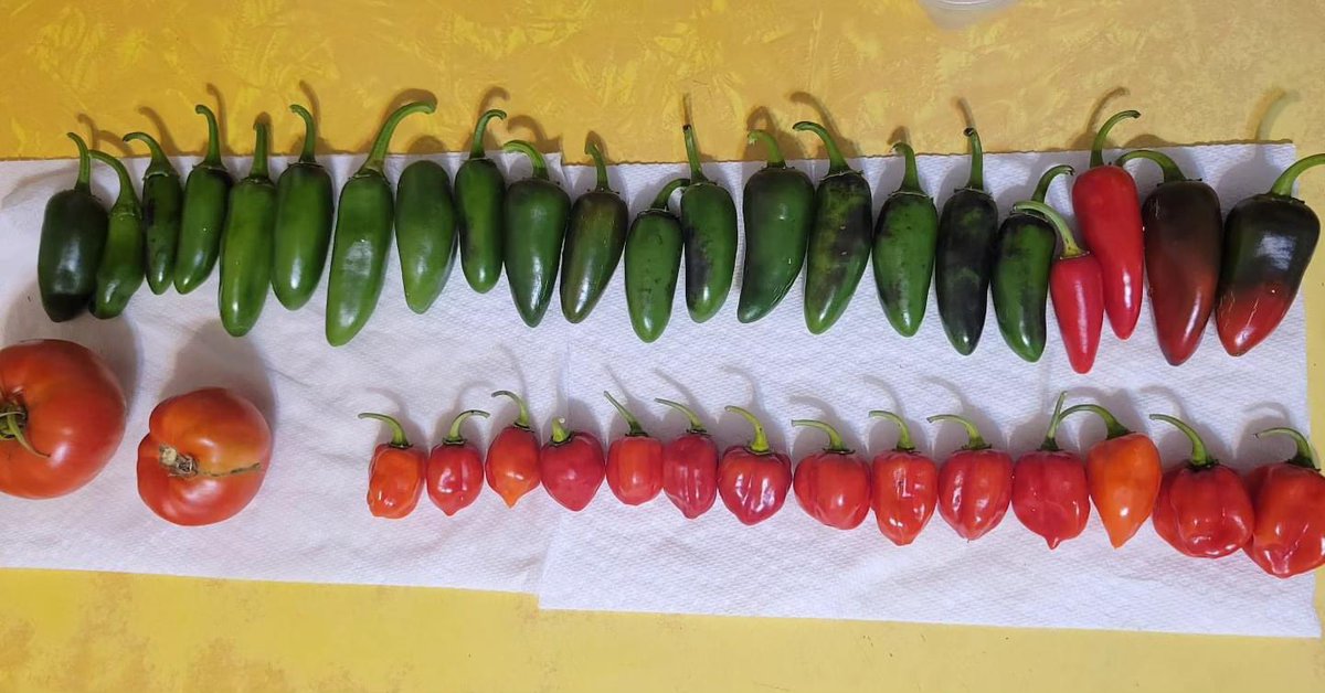 Judy peppers tweet media