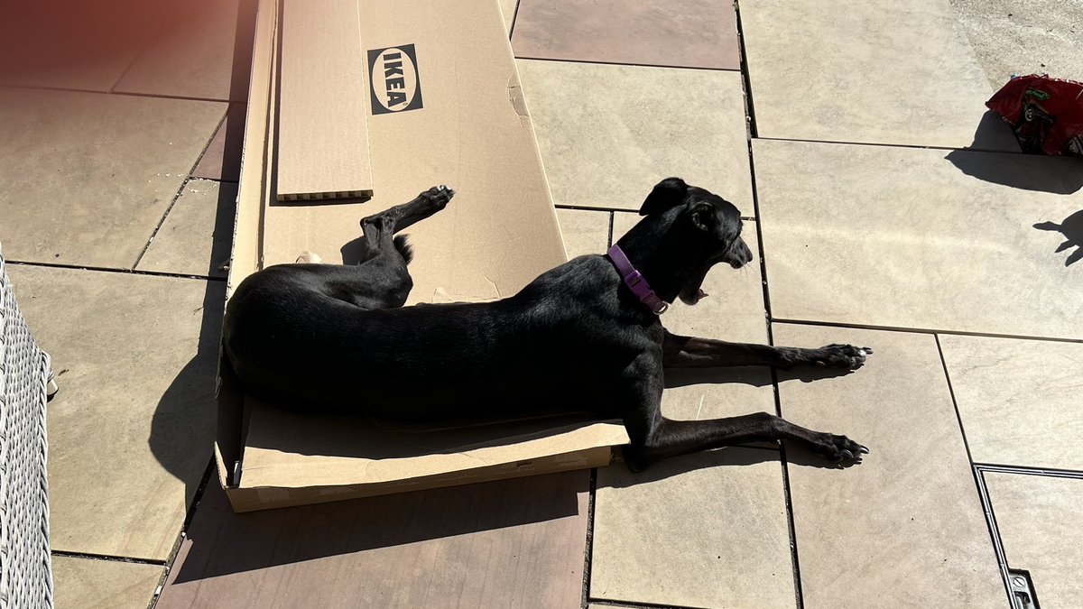 Latest in line of comfy beds for dogs from <a href="/IKEAUK/">IKEA UK</a> #greyhound #pets