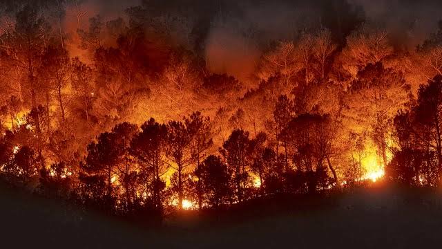 Barba_Negra_pj's tweet photo. EL Amazonas se incendia. 🔥💔 https://t.co/LgisPol4ez