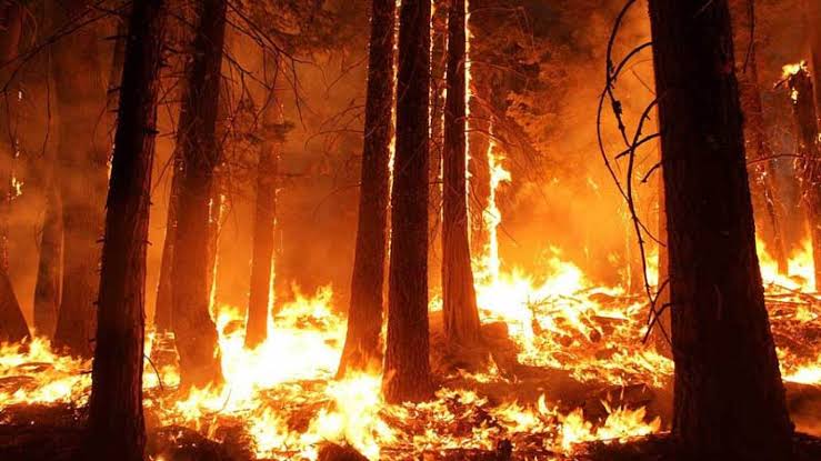 Barba_Negra_pj's tweet photo. EL Amazonas se incendia. 🔥💔 https://t.co/LgisPol4ez
