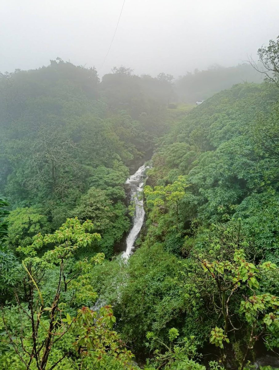 meet_abhijit's tweet photo. #Tamhini #Ghat in #Mulshi, #Pune dt has become the first station in the #WesternGhats to record 900 cm of #rainfall on 12-9-24.

With 777mm in #Sep, the total Seasonal #rains in #Tamhini stands at an astounding 9073 mms till 14-9-2024 🌧️

#ताम्हिणी #पाऊस #Monsoon2024 #Maharashtra https://t.co/h48lqiubvb