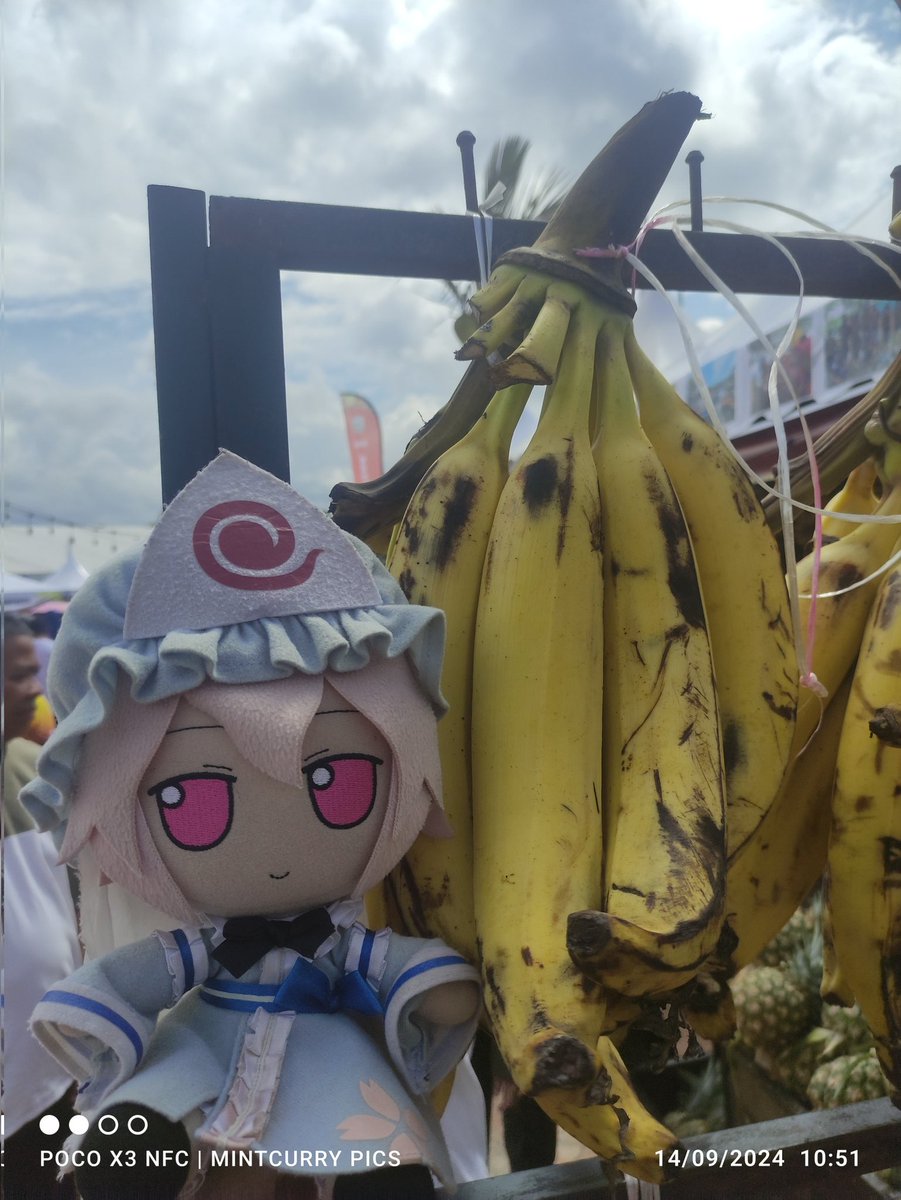 CirnoFumoTan's tweet photo. "14th of Sept: Yuyu Let's Food!"
Although the local agriculture expo was a thing for Mama Yuuka to enjoy, it ended up getting hijacked by Spookyhime going wild with fruits. Like plantain, jackfruit, and even pulasan.
#yuyukosaigyouji #spookyhime #fumo #maha2024 #maeps #pulasan https://t.co/rzlYkSMpAH