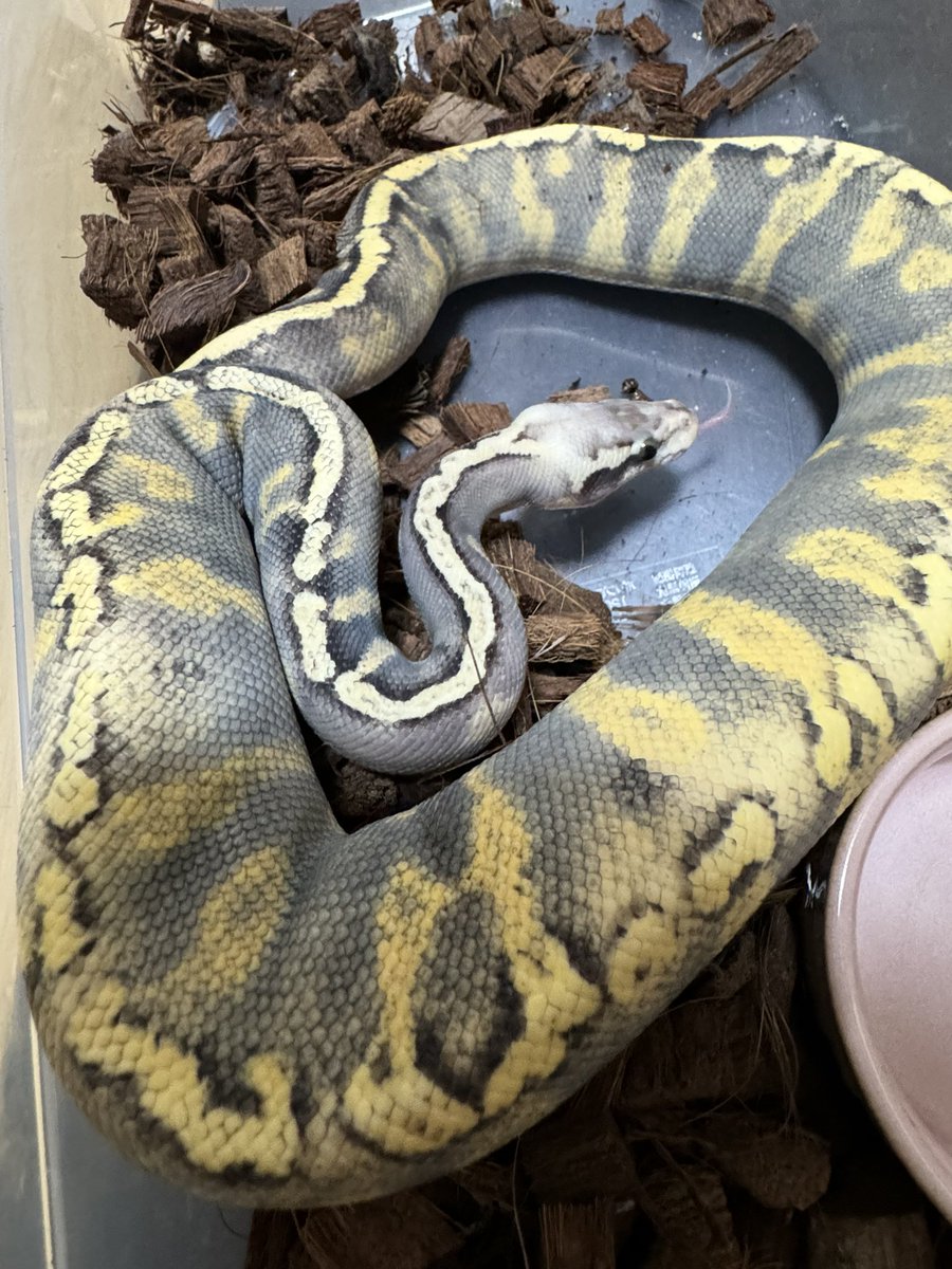 R&M Reptiles tweet media