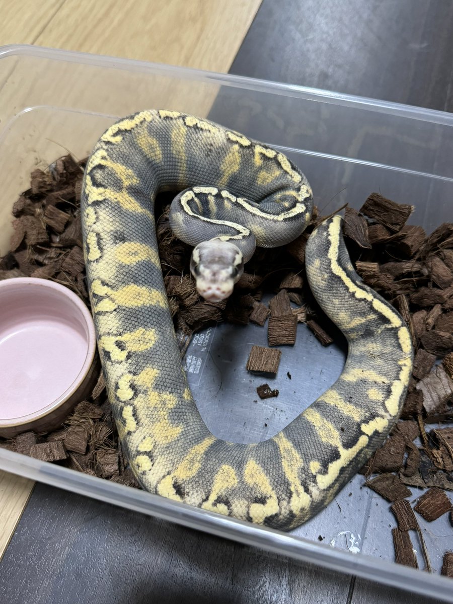 R&M Reptiles tweet media