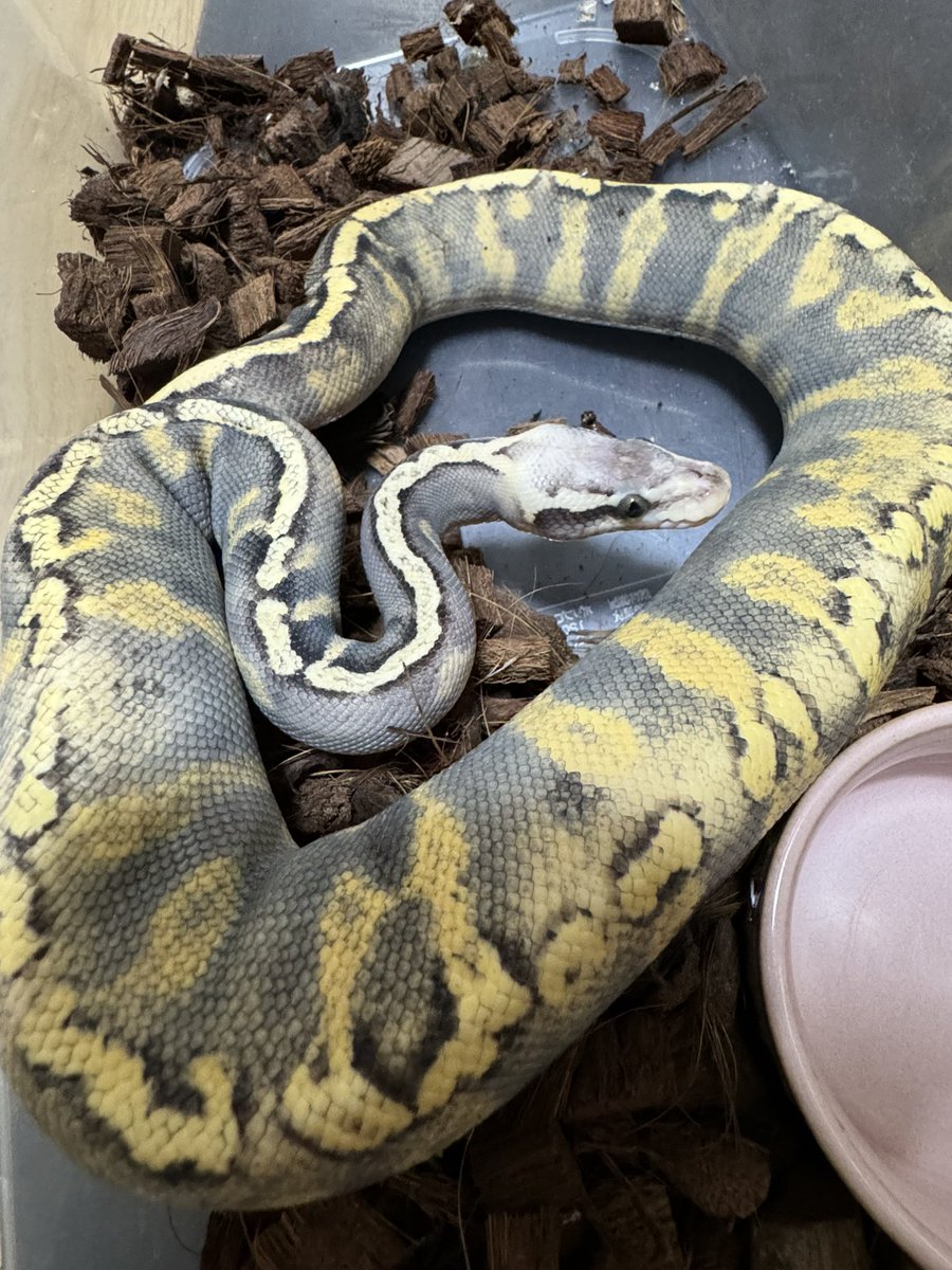 R&M Reptiles tweet media