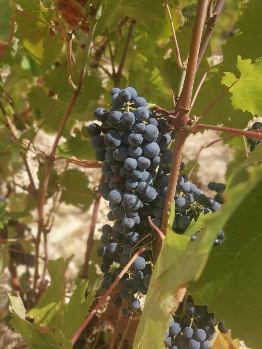 Christmas wine fair tickets Friday 22nd Nov afternoon and evening sessions available 
A brilliant evening to ease you into the Christmas frippery
greatgrog.co.uk/fairs/