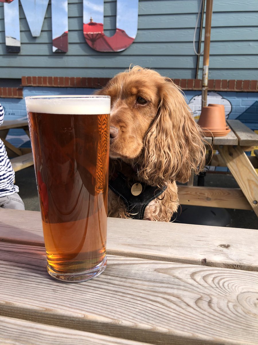A walk along the beach from #Cromer to #Sheringham on a sunny and warm day. Now a pint for Daisy in The Crown 😃