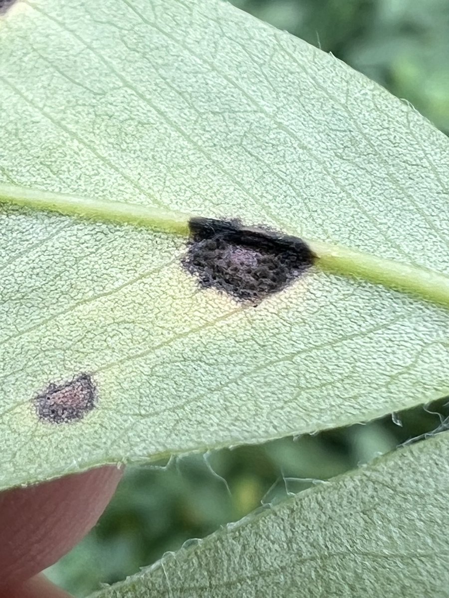 It’s been a long season but we are not finished yet!  Weather conditions have been favorable for an increase in late leafspot in #peanuts. I’m still amazed at the quality of pics a phone can make.