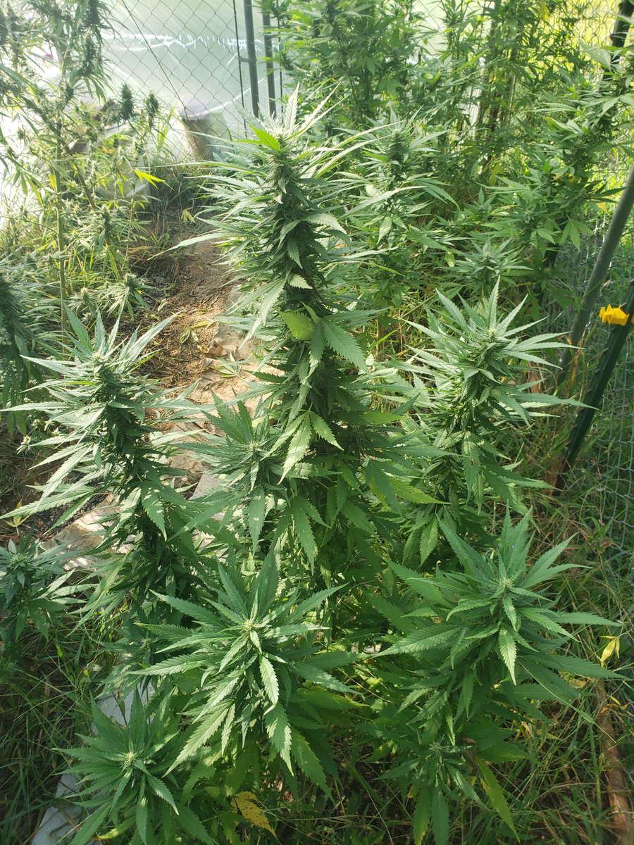Pyedbryan's tweet image. One of my outdoor babies, she&apos;s a northern light and still has over a month to go until complete.