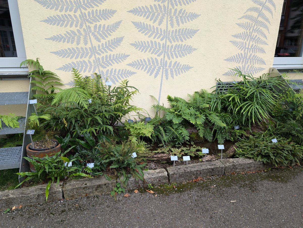 A visit to botanical gardens, Bern. Had a lovely chat with one of the gardeners about biodiversity...  as you do!!  All auf Deutsch, of course.