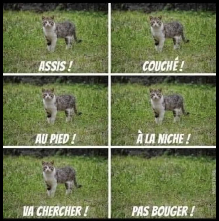 Cameron20370744's tweet photo. 😉🤣
Toute ressemblance avec leur maitre n'est pas du tout fortuite.  
on ne choisit pas les animaux qui nous accompagnent au hasard.  Ca se confirme.  

#chats #CatsLover #ChatMate #catlover https://t.co/VgRnsMDclo