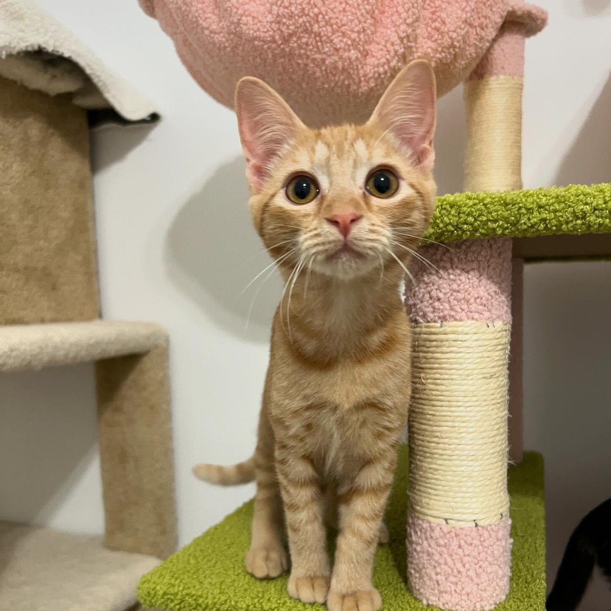 Beautiful Clementine! 🧡

This orange girl is very playful and sweet. She is still learning about being in the lap. Once she is there, and is getting all love, she stays and purrs and purrs. She is very chatty about meal time!  She really enjoys her kitty friends and must have a