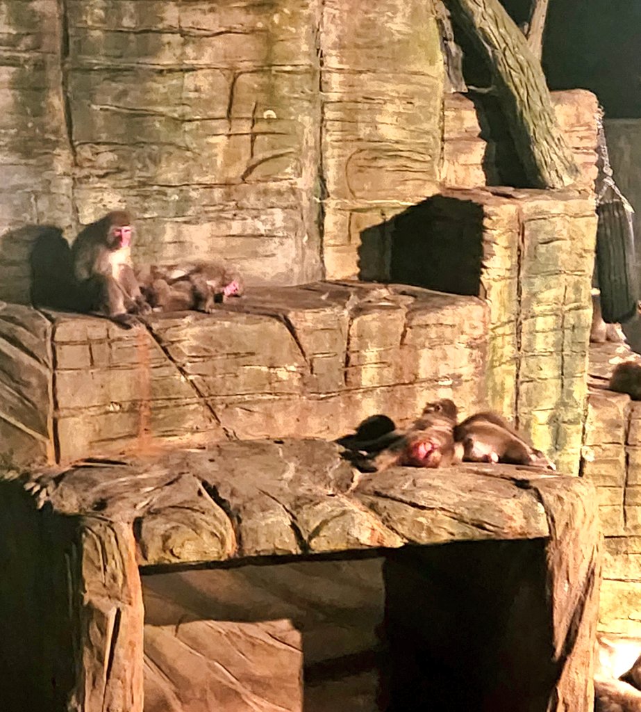 ayanobu16's tweet photo. 夜の動物園行ってきた🐰🐱🐻🐤 https://t.co/95Z3IBnkoB