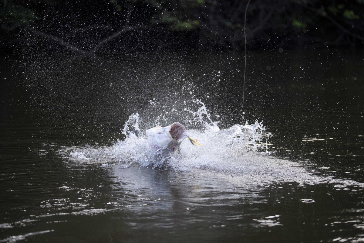 Indifly_'s tweet photo. Making a splash.

Ph: Will Graham
#flyfishing #indifly #guyana #rewa #ecotourism #indiflycorps #DiscoverGuyana #visitguyana https://t.co/NMt9nMIUDC
