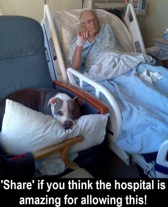 DogLovers03's tweet photo. This is so wonderful to see! ❤ Had to share! 👍 https://t.co/9YKticP0mI