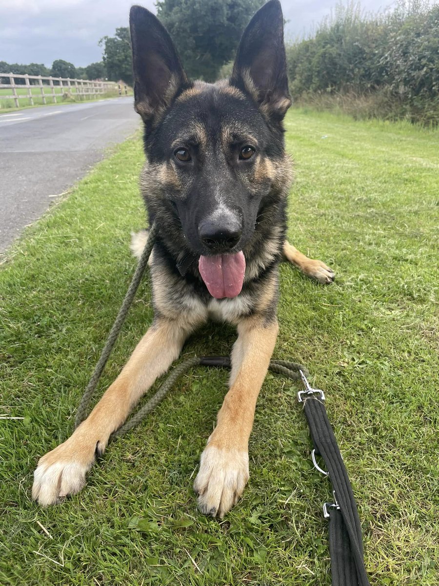 gsrescueelite's tweet photo. Leo is just a year old and he a very sweet and affectionate boy who is really struggling in kennels, Leo can live with older kids and could possibly live with another dog with correct intros 
#dogs #GermanShepherd #Cheshire 
https://t.co/v9rSm7BxAq https://t.co/TzdQ671rb8
