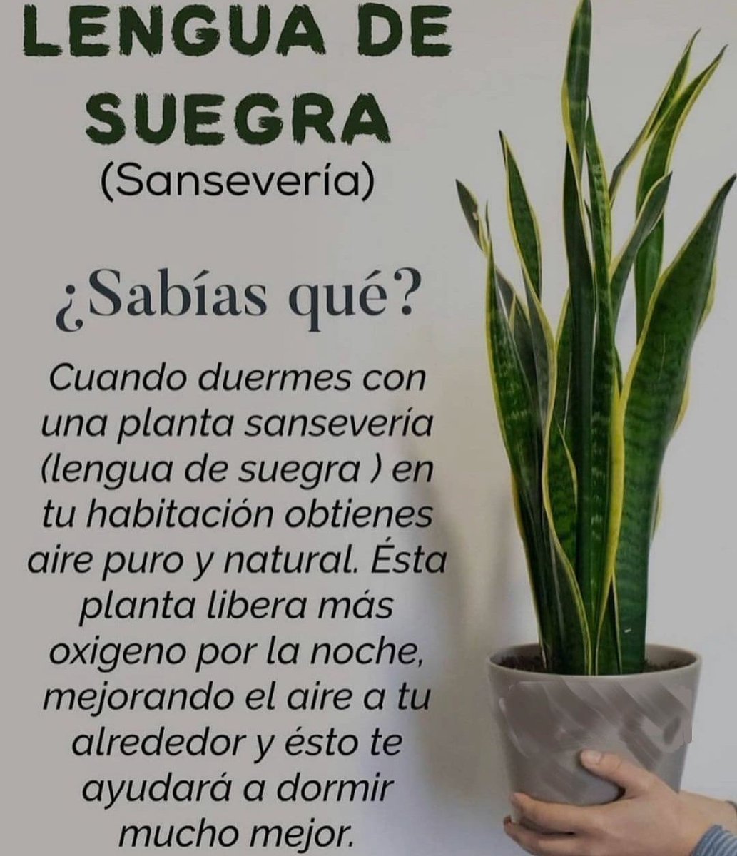 BienestarYM's tweet image. ✨💫🌿☀️Tip Salud☀️🌿💫✨

✨¿SABÍAS QUÉ?✨

*Regálame un Gracias así se que me lees y te gusta mi contenido*