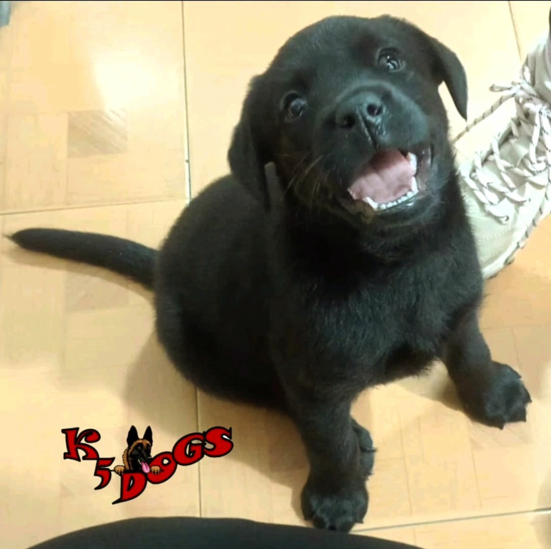 Alejo CM 🐶🐶🐶 tweet media