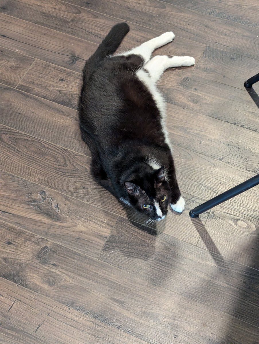 LtNoobslayer's tweet photo. My brother is gone for the weekend and his cat is just following me around the house and laying down like a sad potato.  Everywhere I go, he relocates then flops down like this. https://t.co/mv5F5hD1eS