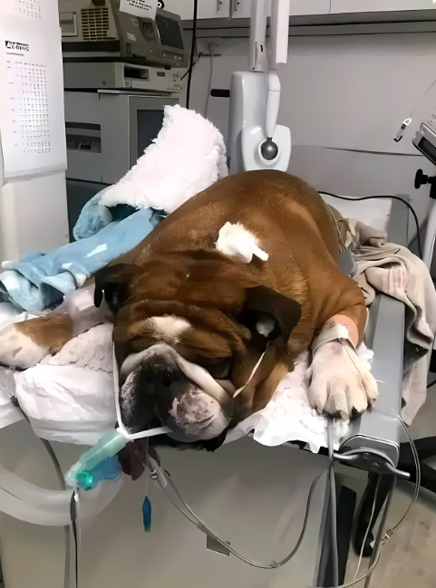 𝕏 Dogs tweet media