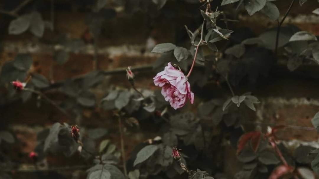 Bû gelen "ilm-î ledün" sultânıdır
Bû gelen tevhîd ü irfân kânıdır

Bû gîce ol gîcedir kim, ol şerîf,
Nûr ile âlemleri eyler latîf.

Leyle-i Mevlid âlem-i İslam'ın necâtına, birlik beraberlik ve kardeşlik duygularımızın pekişmesine vesile olsun. 

Mevlid Kandiliniz Mübarek Olsun.