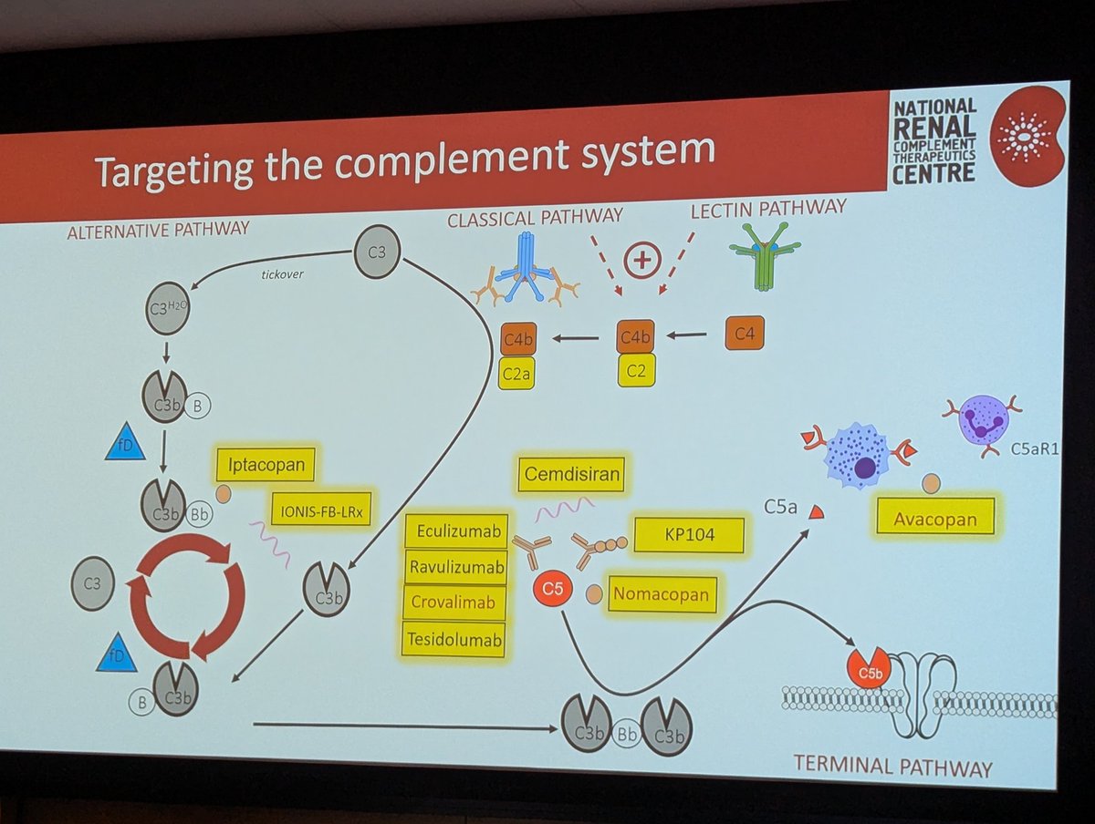 📍 Should we be satisfied with negative tests for STEC &amp; ADAMTS13 to label as atypical HUS? 
📍STEC - doesn't respond to Eculizumab 
📍 average recovery ⌛ with Eculizumab: plts 4 days, renal recovery 30 days
📍 not all aHUS respond to Eculizumab
#MSKOncoNephCME <a href="/onconephsociety/">American Society of Onconephrology</a>