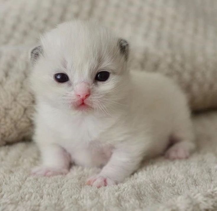 FriskTimesTwo's tweet image. 