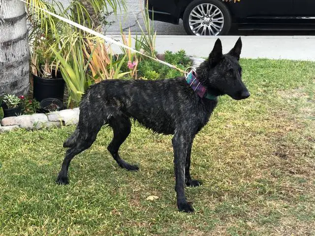 puppiessale's tweet photo. 3 Dutch Shepherd puppies for sale https://t.co/amuAh0Qx7C https://t.co/1w35UUx8Ob