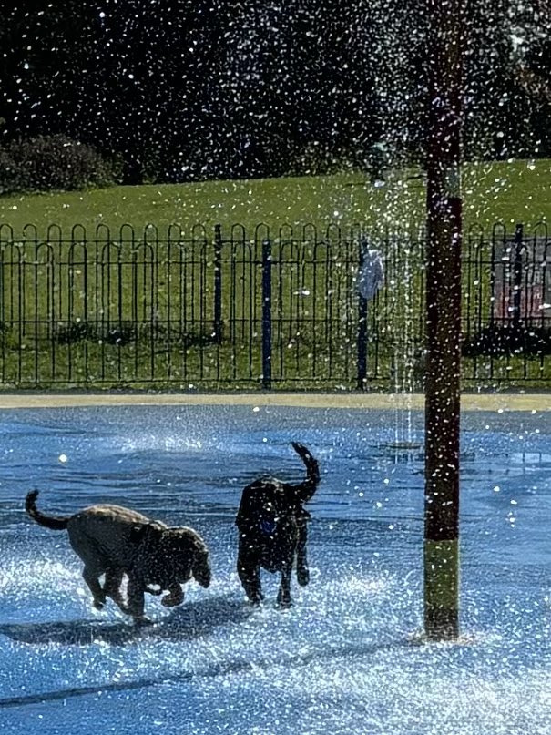 We offered to get on the jet skis with <a href="/EdwardJDavey/">Ed Davey</a> but there wasn’t room, so we went to the splash park instead. Dix &amp; Errol 🐾