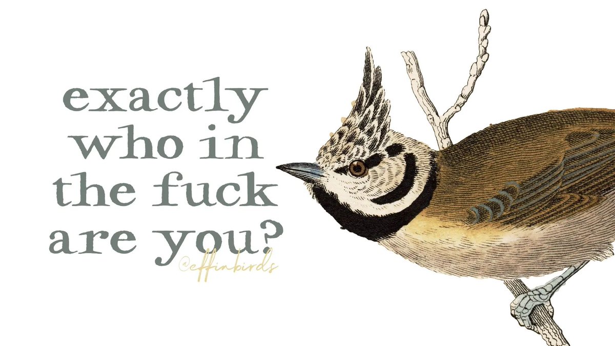 Effin' Birds (@effinbirds) on Twitter photo 